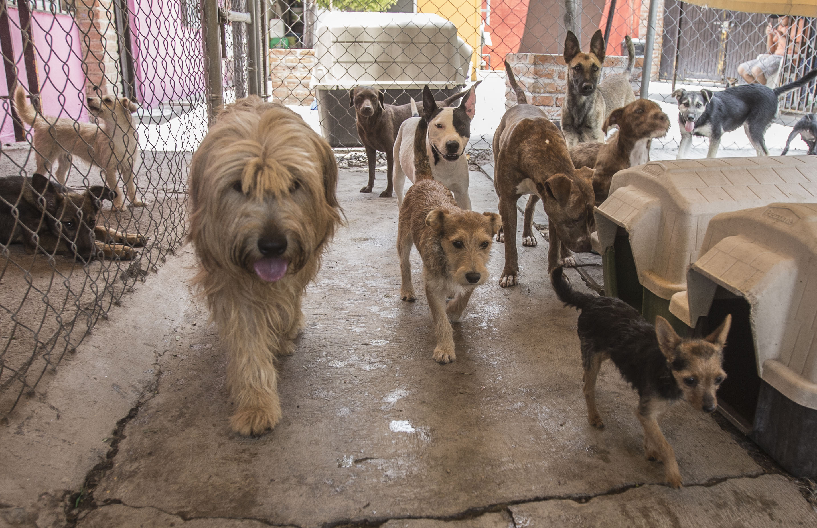 Lista la Unidad de Atención Canina