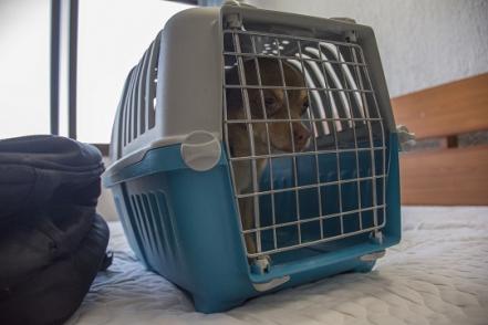 #Especial Mascotas, compañeras de viaje