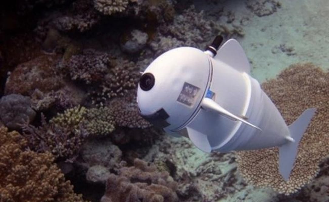 El pez, al que han denominado "SoFi", ya ha sido probado en el centro Rainbow Reef en Fiji. (FOTO: MIT)