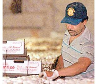 Crisis pega a las remesas