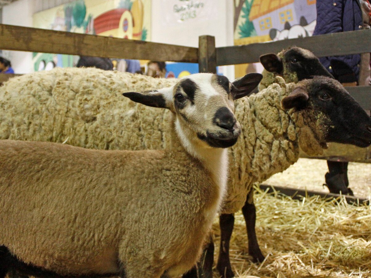 Querétaro no tendrá feria, pero sí expo ganadera durante diciembre