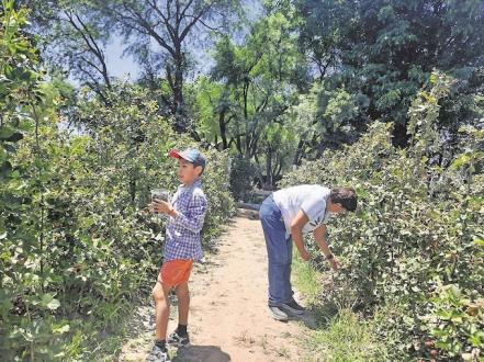 Finca de zarzamoras: “niños comen de la planta lo que conocen sólo del súper”
