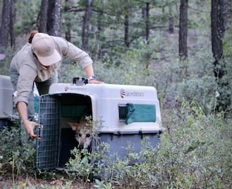 Liberan manada de siete lobos grises mexicanos