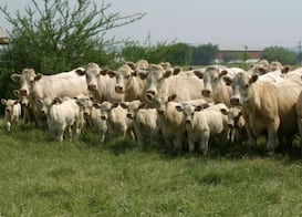 Crecerá 15% el sector ganadero al cierre de año