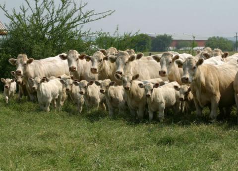 Afecta abigeato a pequeños productores