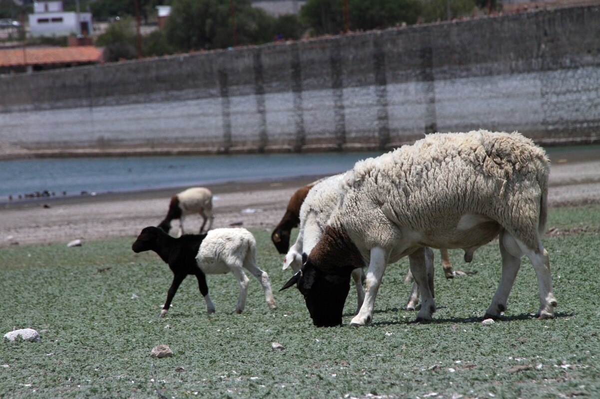 Estudiante acusado de bestialismo sí tendrá examen de titulación en la UAQ 
