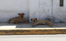 Ataque de perros deja un muerto y dos lesionados en Hidalgo