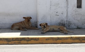 Ataque de perros deja un muerto y dos lesionados en Hidalgo