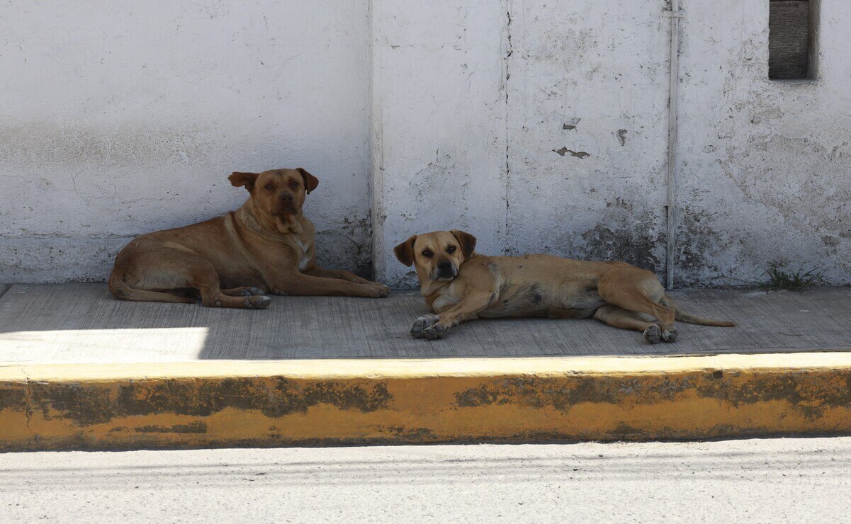 Perros ferales provocan 40 incidentes mensuales en Querétaro