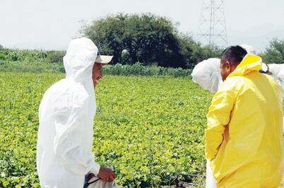 Plagas afectan las cosechas