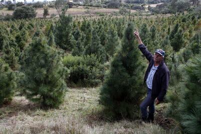 Viven de la siembra de árboles de Navidad    