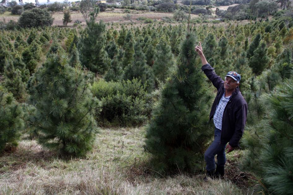 Viven de la siembra de árboles de Navidad