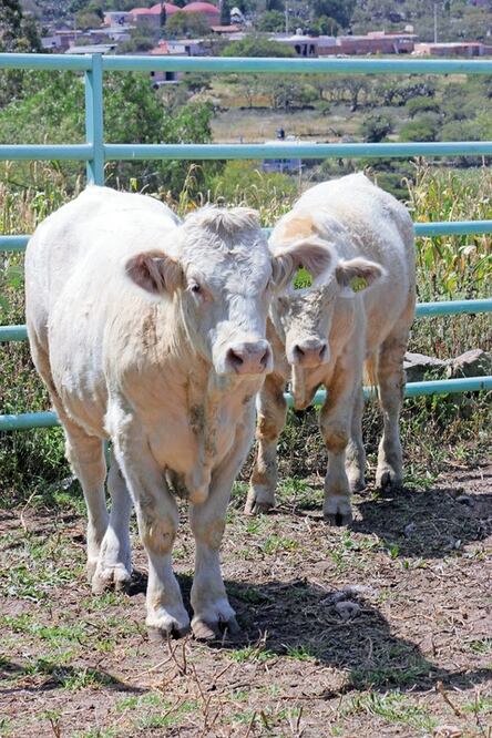 Suben medicamentos para ganado