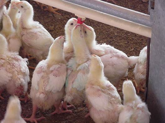 Querétaro, tercer productor de pollo