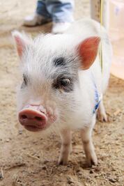 Conviven con sus mascotas