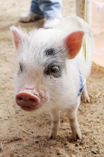 Conviven con sus mascotas