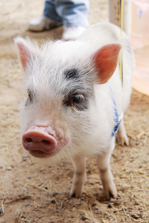 Conviven con sus mascotas