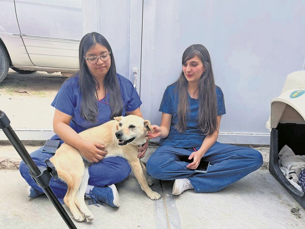 La clínica veterinaria que atiende perritos de la calle; está en Tequisquiapan