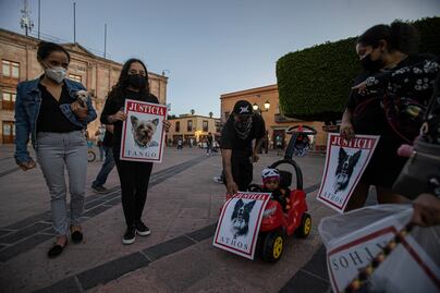 Registran ocho juicios por maltrato animal, en Querétaro
