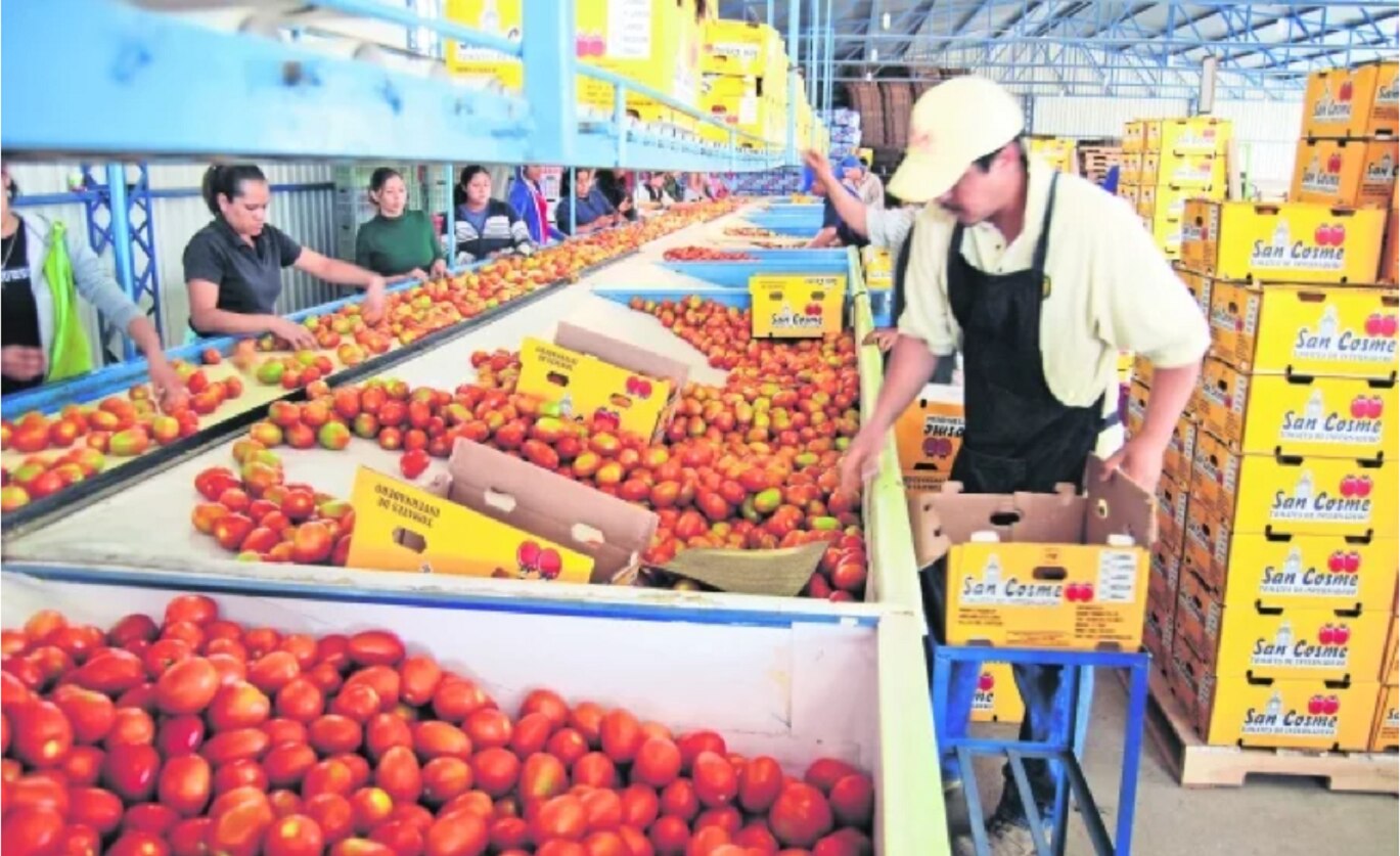 Decepciona a México que EU rechace acuerdo de jitomate; pone arancel de 17.5%