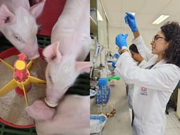 Investigación de la UAQ propone soluciones para la salud intestinal de lechones