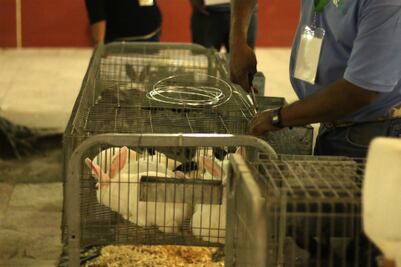 Buscan dar impulso a cunicultores 