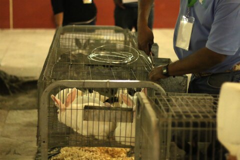 Buscan dar impulso a cunicultores