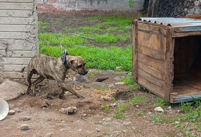 Rescatan a 11 perritos en condiciones de maltrato en El Marqués