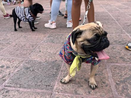 Los pugs invaden otra vez Querétaro; celebran la pugmanía 
