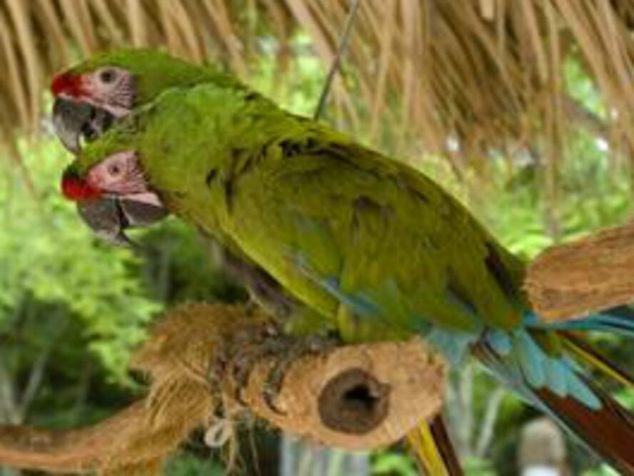 Regresan a Profepa guacamayas verdes