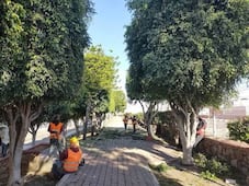 Retiro de árboles en Mercado de El Tepe cuenta con permiso federal: Municipio