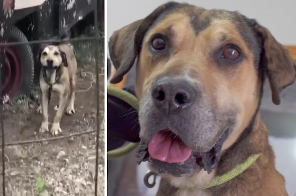 Con orden de cateo, rescatan a Capi, un perrito atado a una cadena en Querétaro