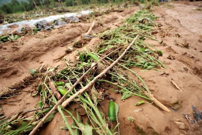 Contingencias climáticas afectan 12 mil hectáreas en Querétaro