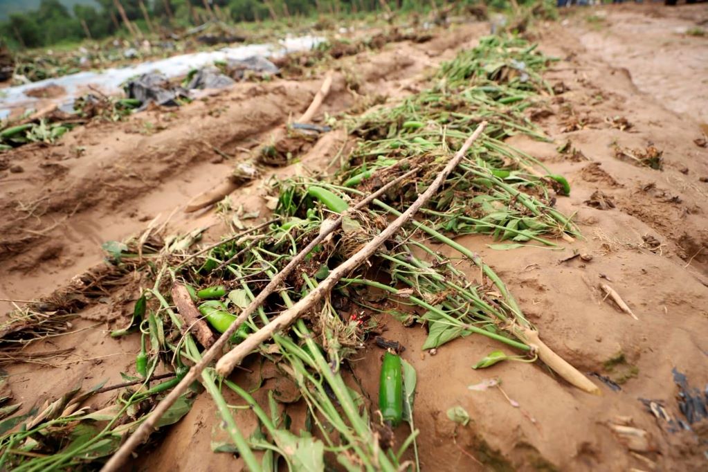 Contingencias climáticas afectan 12 mil hectáreas en Querétaro