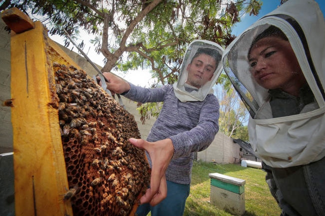 Devotos de las abejas y la miel