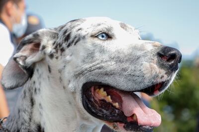 Municipio de Corregidora estrena el séptimo parque perruno