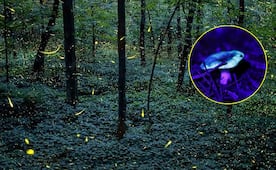 Temporada de hongos en este bosque fluorescente de Querétaro 
