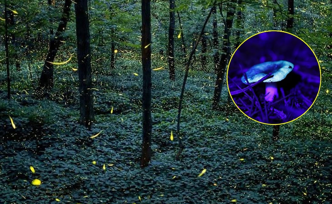 Bosque Fluorescente en Querétaro. Foto: FB@TREK TOURS