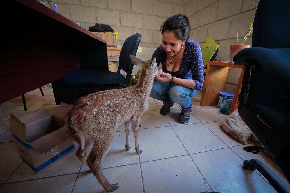 El Parque Nacional del Cimatario cuida actualmente a 15 animales huérfanos (VÍCTOR PICHARDO. EL UNIVERSAL)