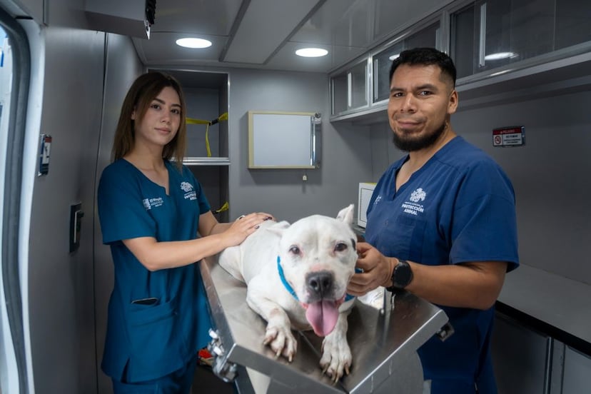El Marqués realiza la campaña permanente “Esterilización con amor, prevención con responsabilidad”