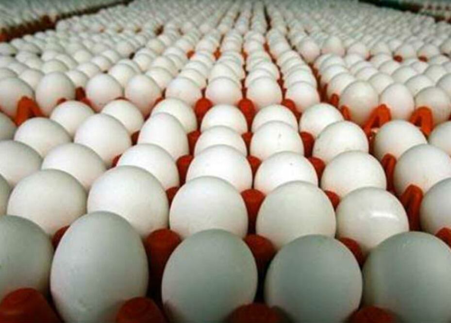 Aumenta producción de huevo