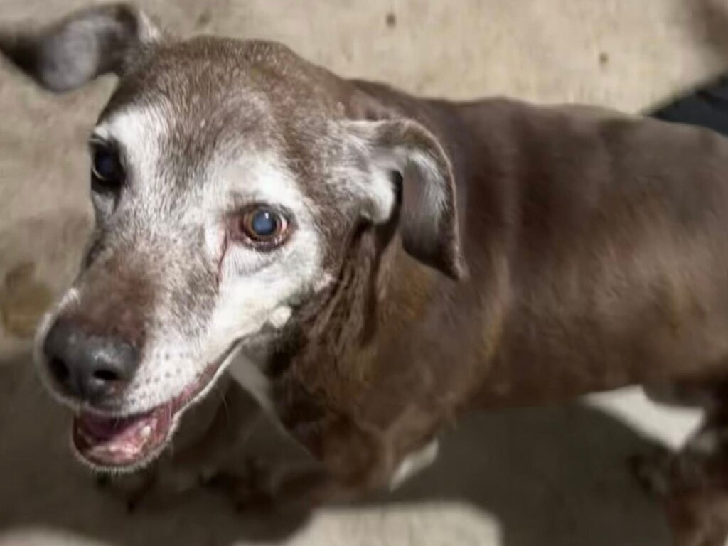 Buscan al perrito Tobby en Querétaro; fue visto por última vez el 26 de junio