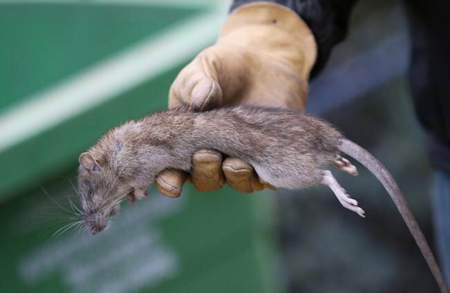 Fumigan plaga de ratas en el Centro | Querétaro
