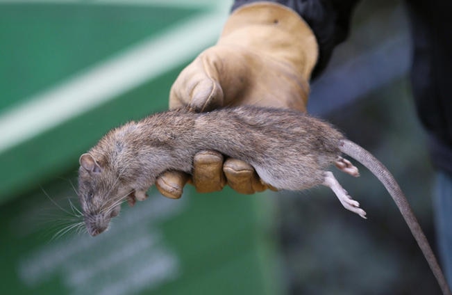 Fumigan plaga de ratas en el Centro