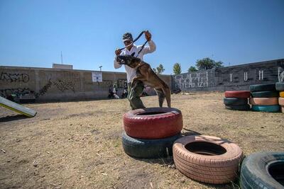 Refuerzan acciones de protección animal  
