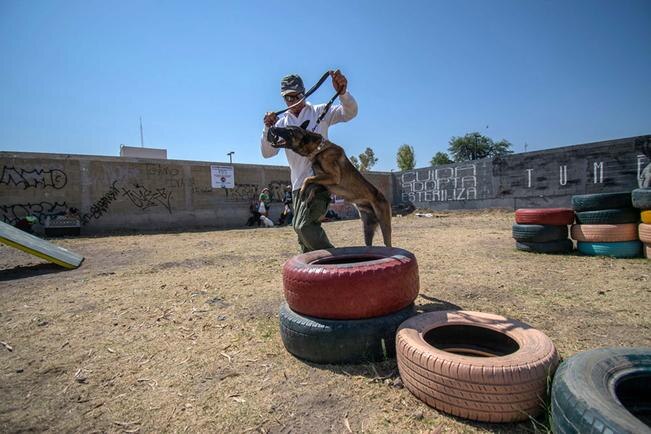 Refuerzan acciones de protección animal