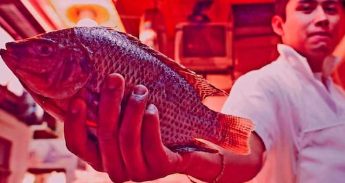 Dan "gato" por pescado en tiempo de cuaresma