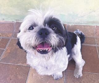 Cuento. Con ustedes Bongo, el Ewok