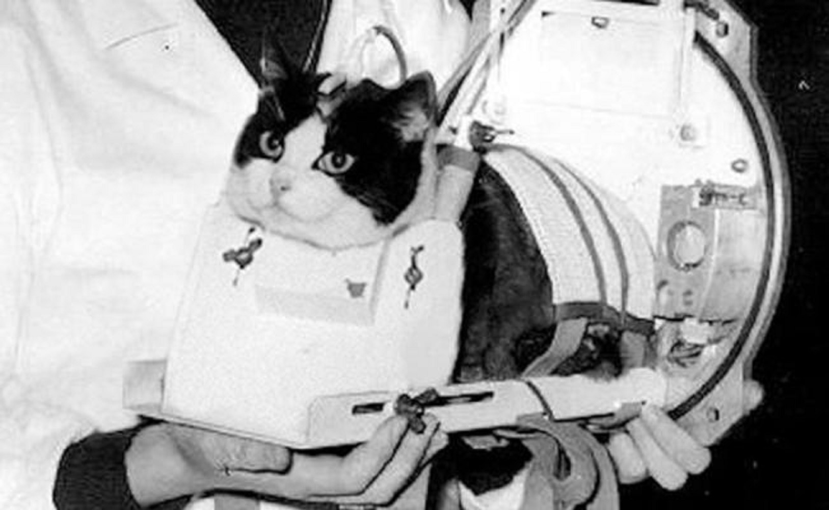 El único gato que fue al espacio tendrá una estatua en París