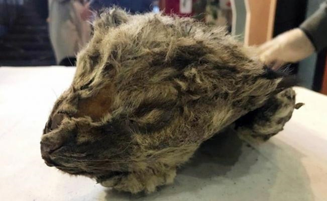 Hallan en Siberia restos de león prehistórico "perfectamente conservados